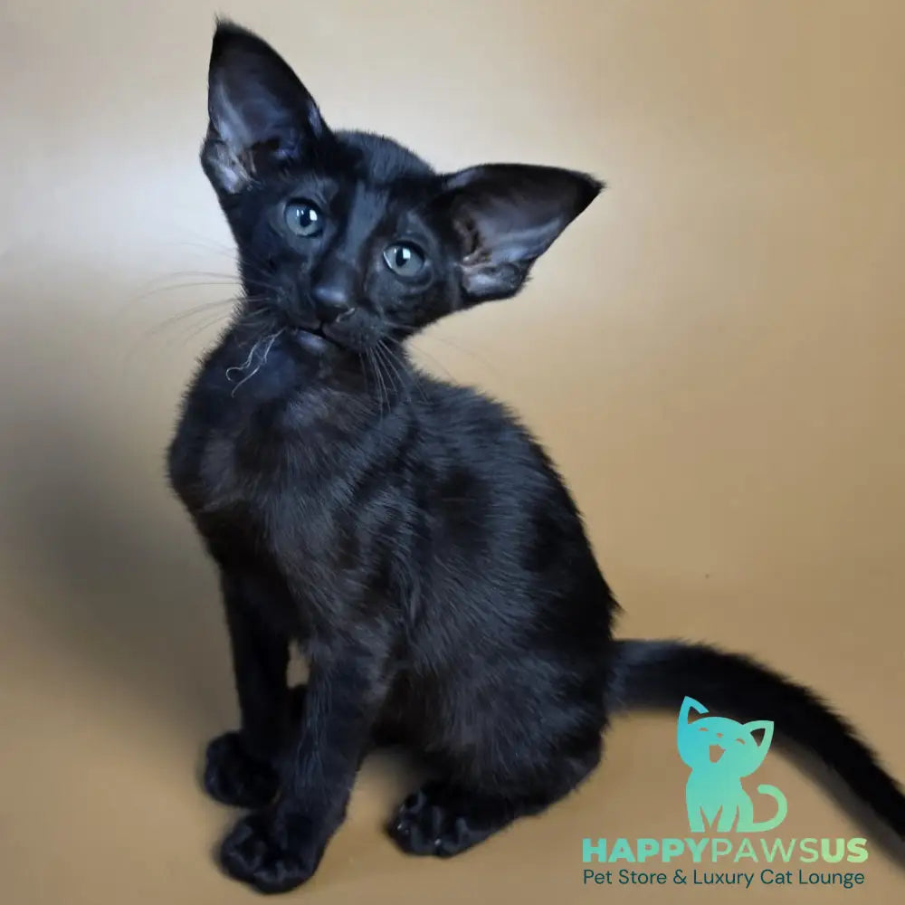 Arya Oriental Shorthair female black - live animals