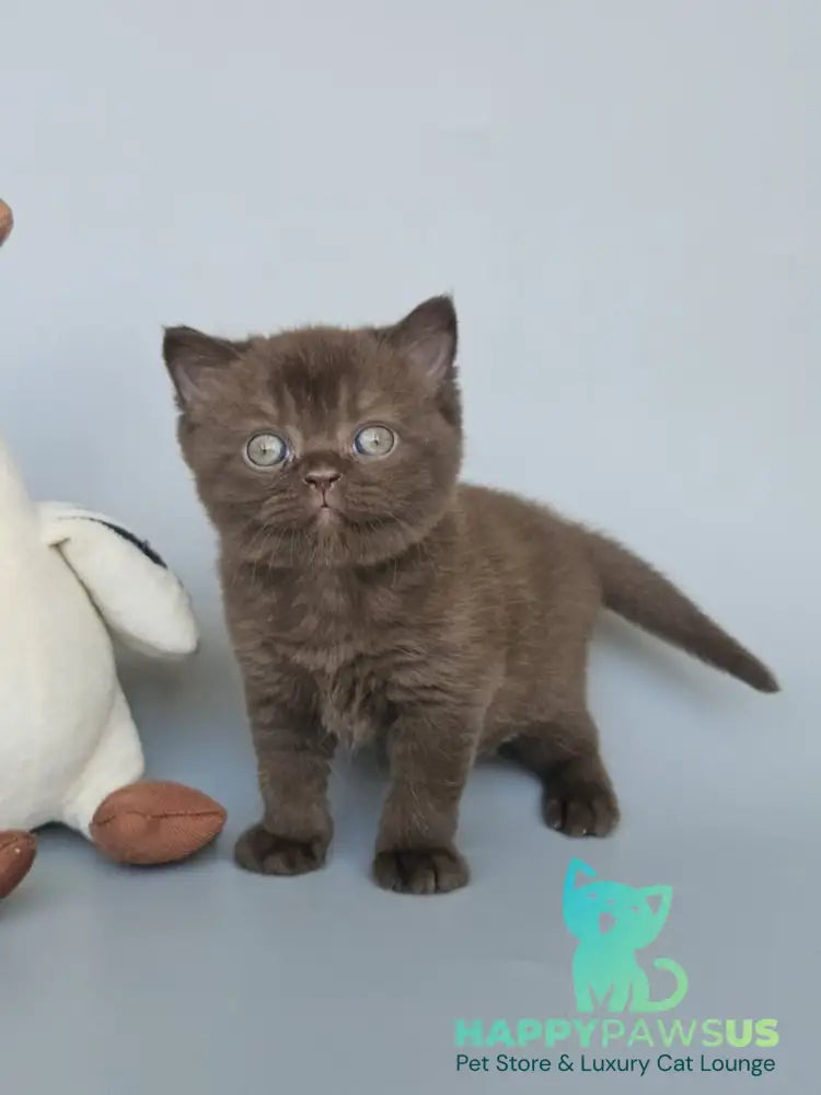 Ash British Shorthair female chocolate - live animals