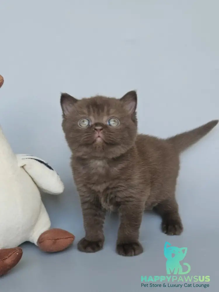 Ash British Shorthair female chocolate - live animals