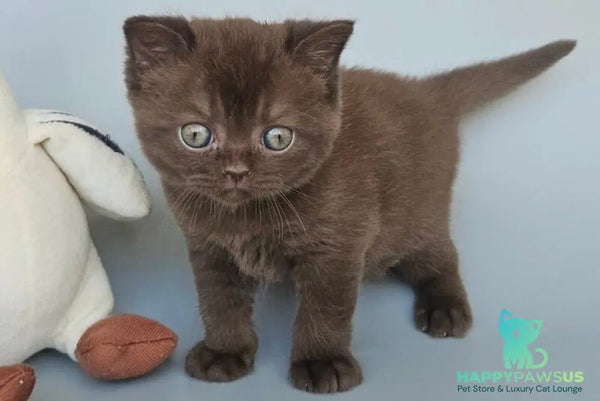 Ash British Shorthair female chocolate - live animals