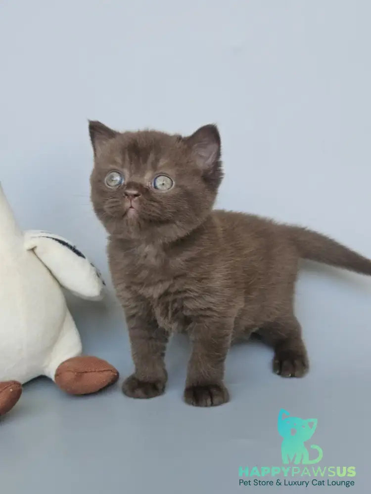Ash British Shorthair female chocolate - live animals