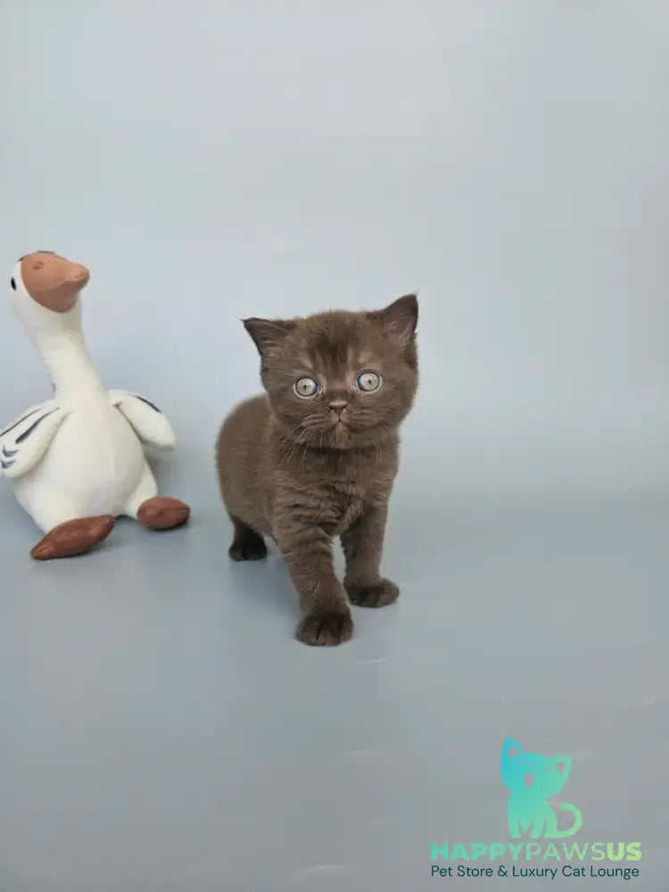 Ash British Shorthair female chocolate - live animals