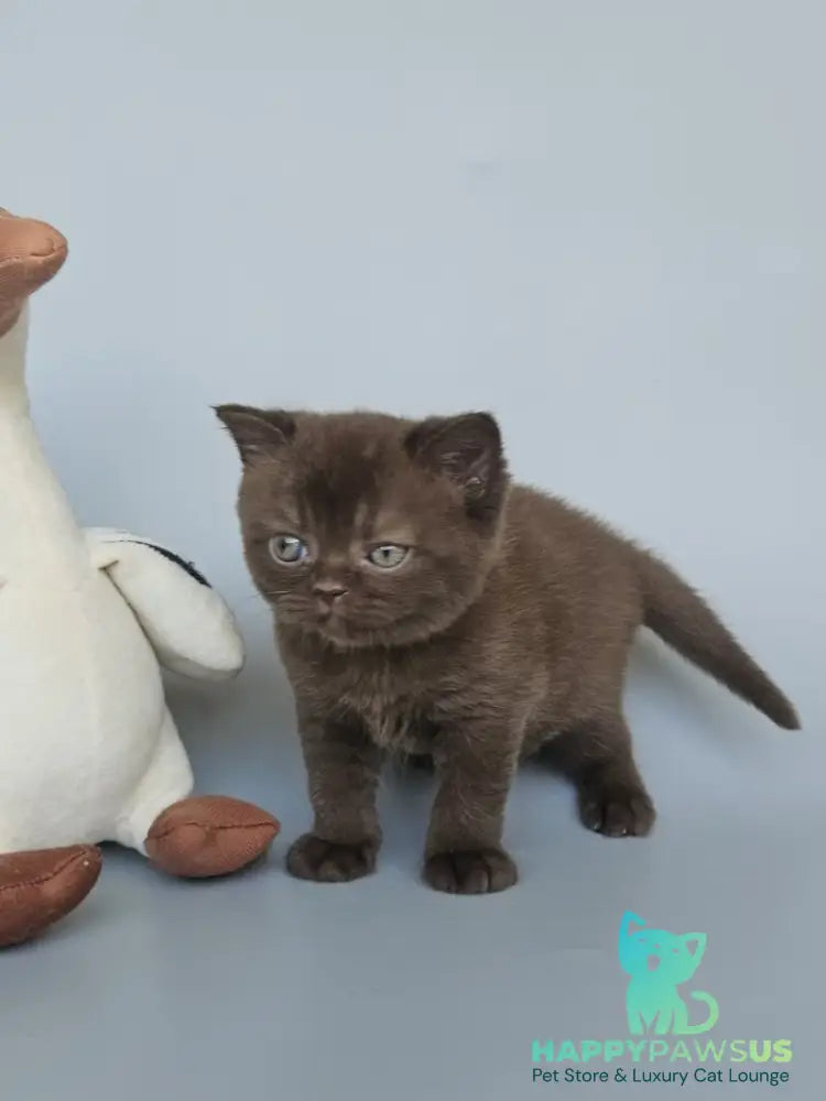 Ash British Shorthair female chocolate - live animals