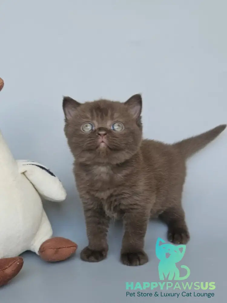 Ash British Shorthair female chocolate - live animals