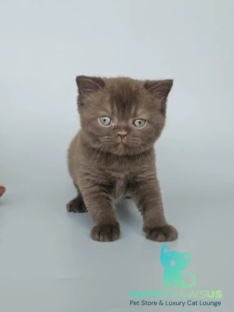 Ash British Shorthair female chocolate - live animals