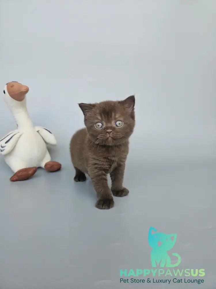 Ash British Shorthair female chocolate - live animals