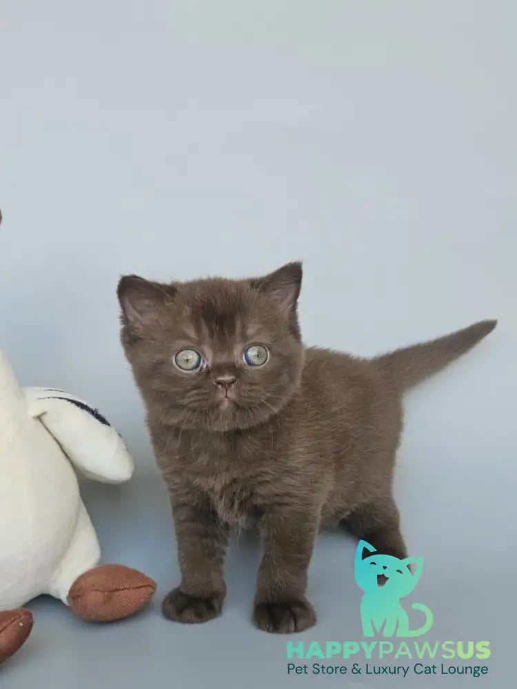 Ash British Shorthair female chocolate - live animals