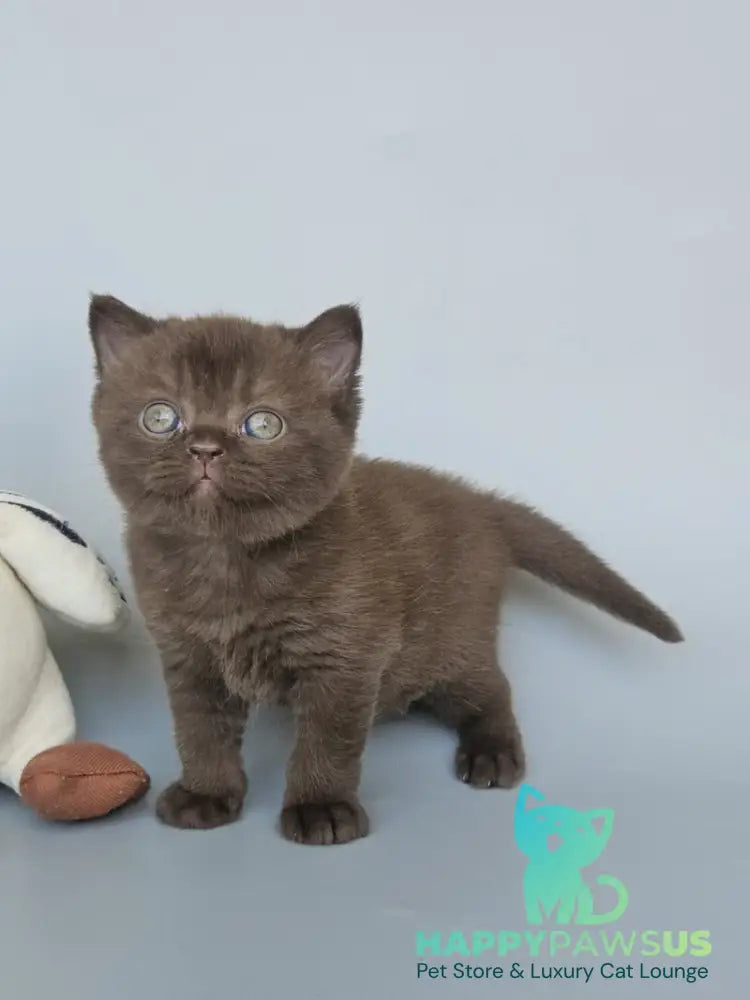 Ash British Shorthair female chocolate - live animals