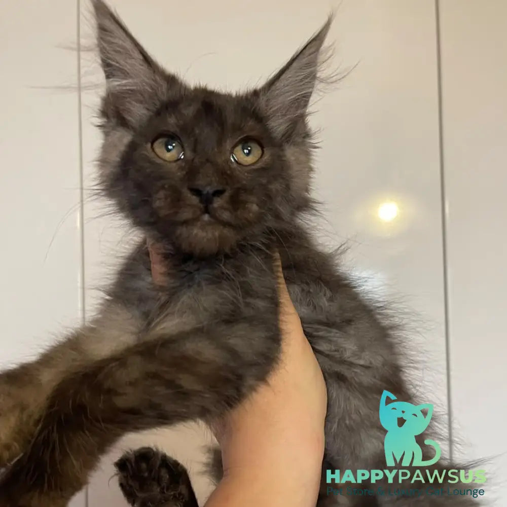 Ash Maine Coon male black silver - live animals