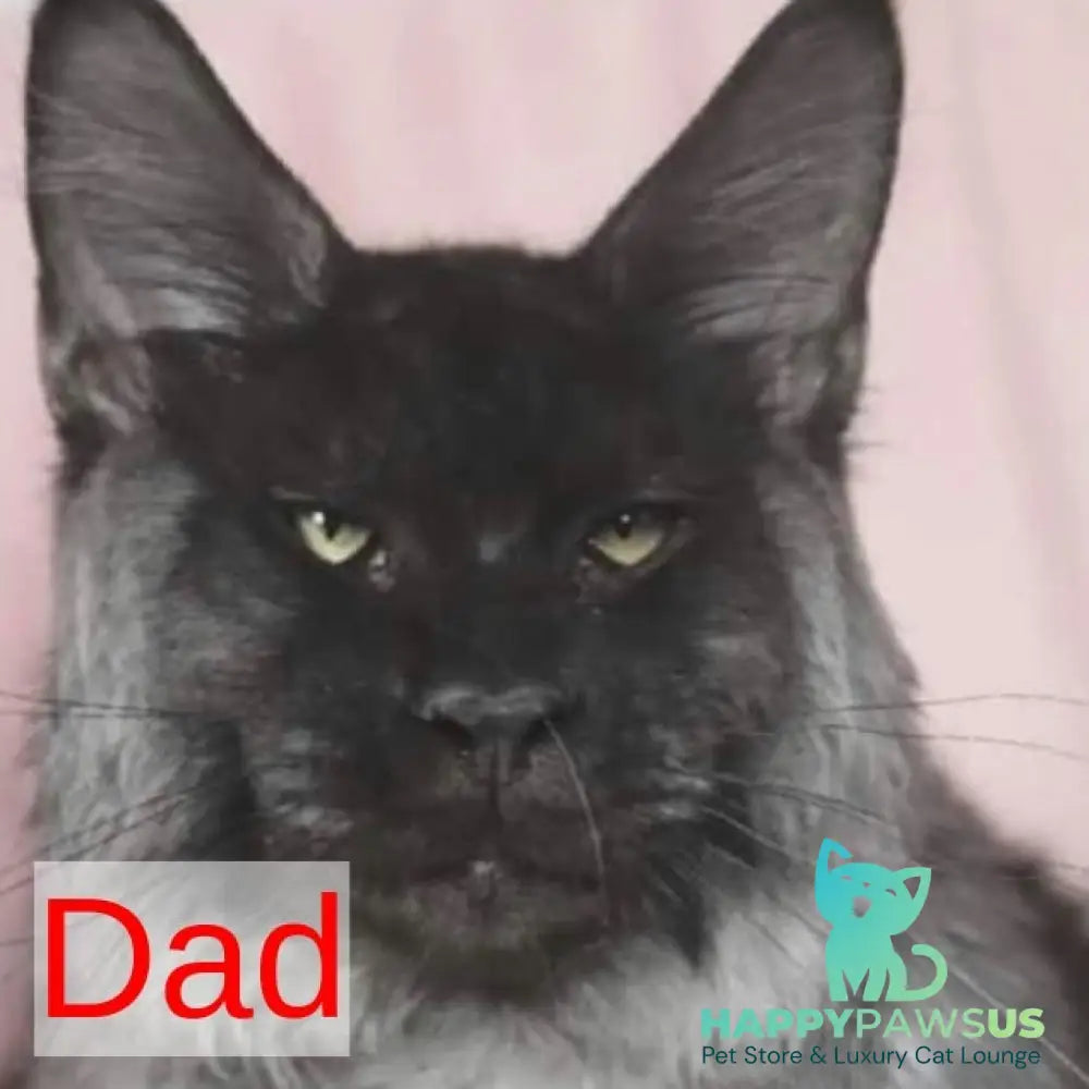 Ash Maine Coon male black silver - live animals