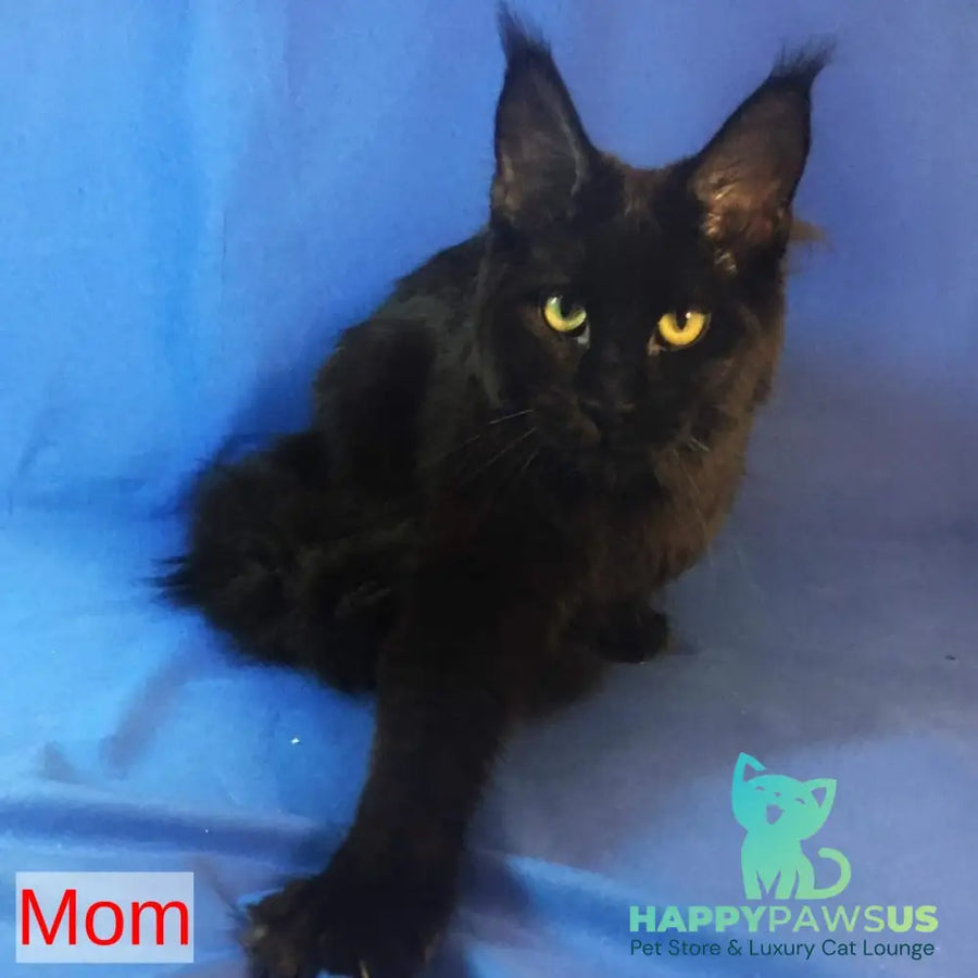 Ash Maine Coon male black silver - live animals