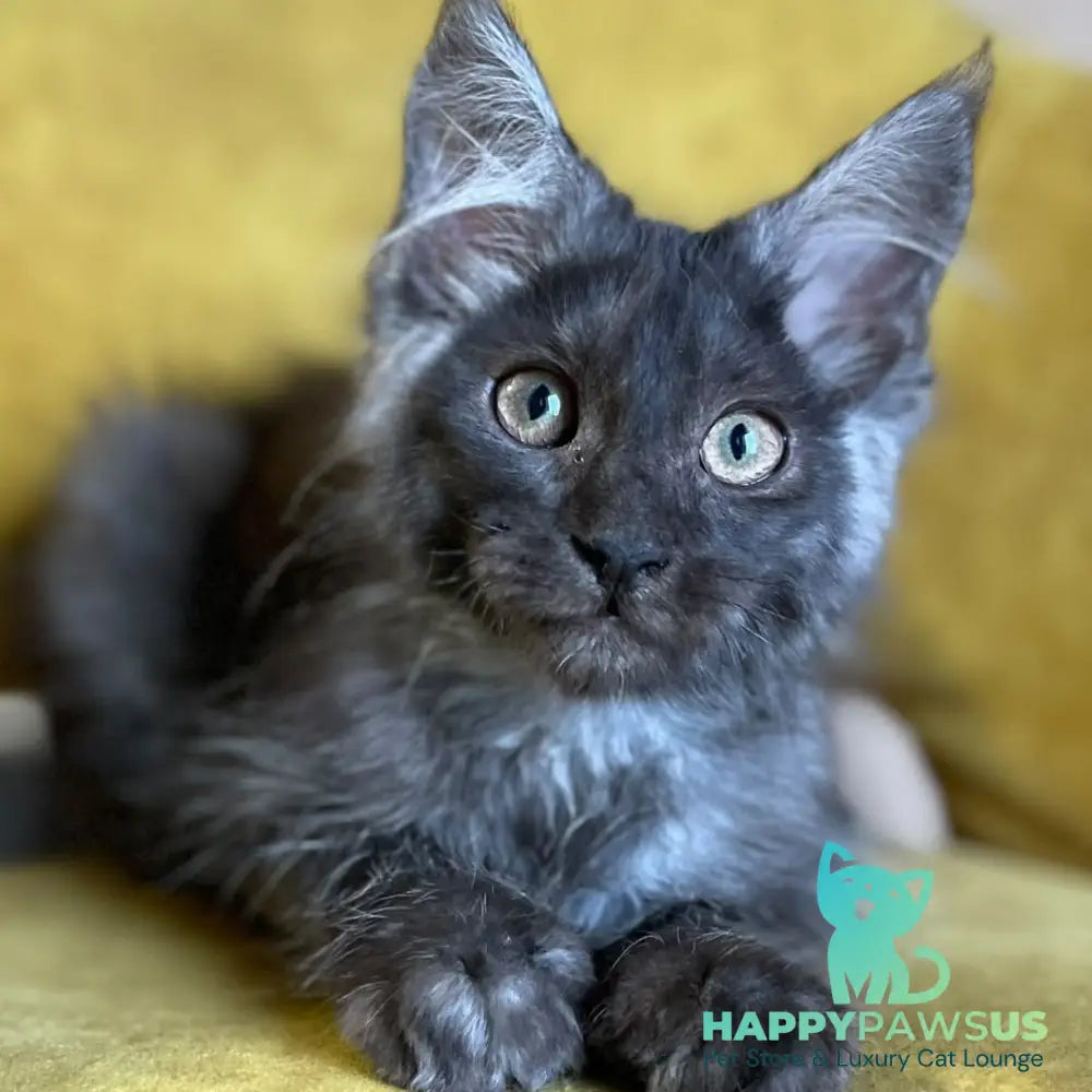Ash Maine Coon male black silver - live animals
