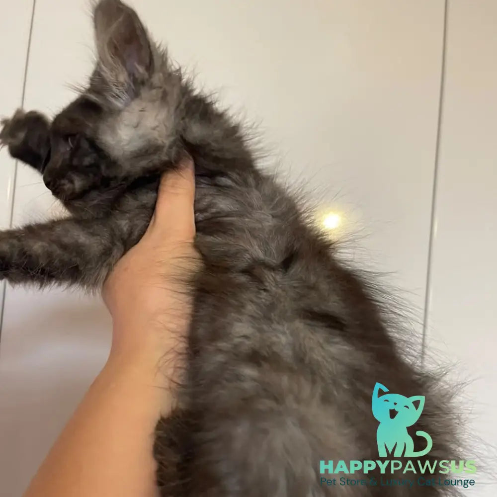 Ash Maine Coon male black silver - live animals
