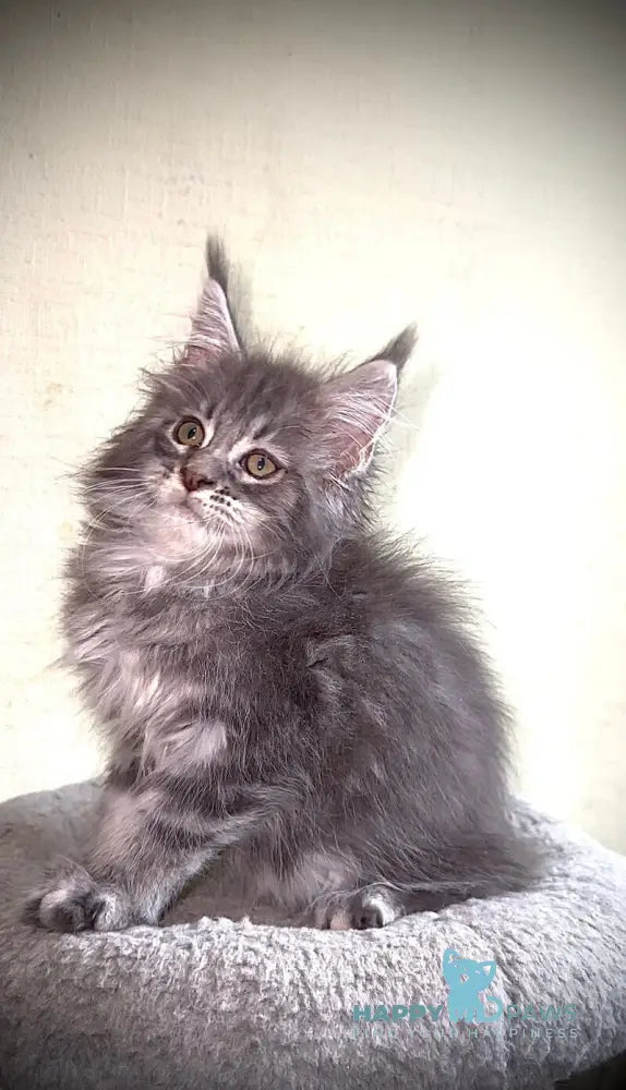 Ash Maine Coon male blue silver tabby live animals