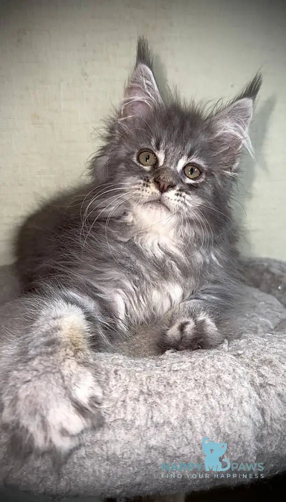 Ash Maine Coon male blue silver tabby live animals