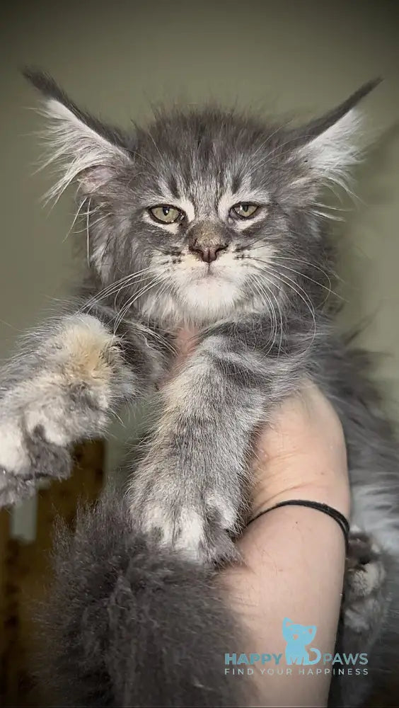 Ash Maine Coon male blue silver tabby live animals