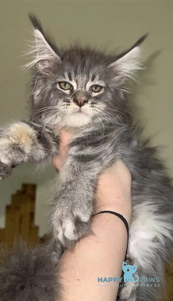 Ash Maine Coon male blue silver tabby live animals