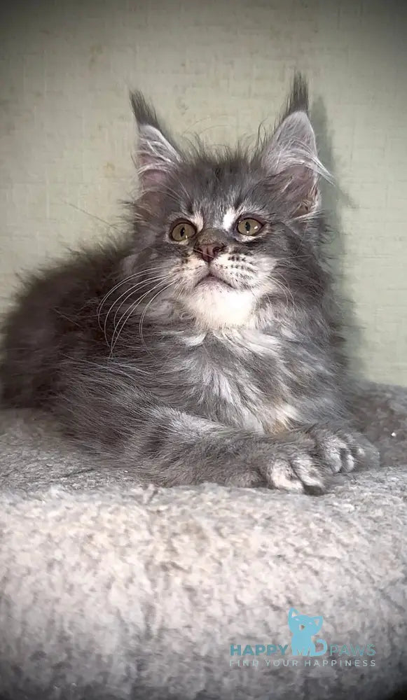 Ash Maine Coon male blue silver tabby live animals