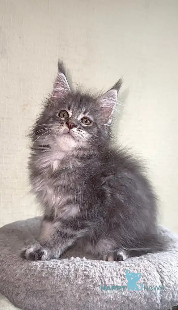 Ash Maine Coon male blue silver tabby live animals