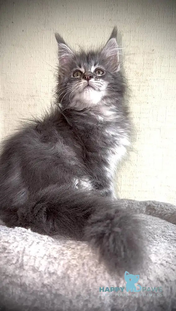 Ash Maine Coon male blue silver tabby live animals