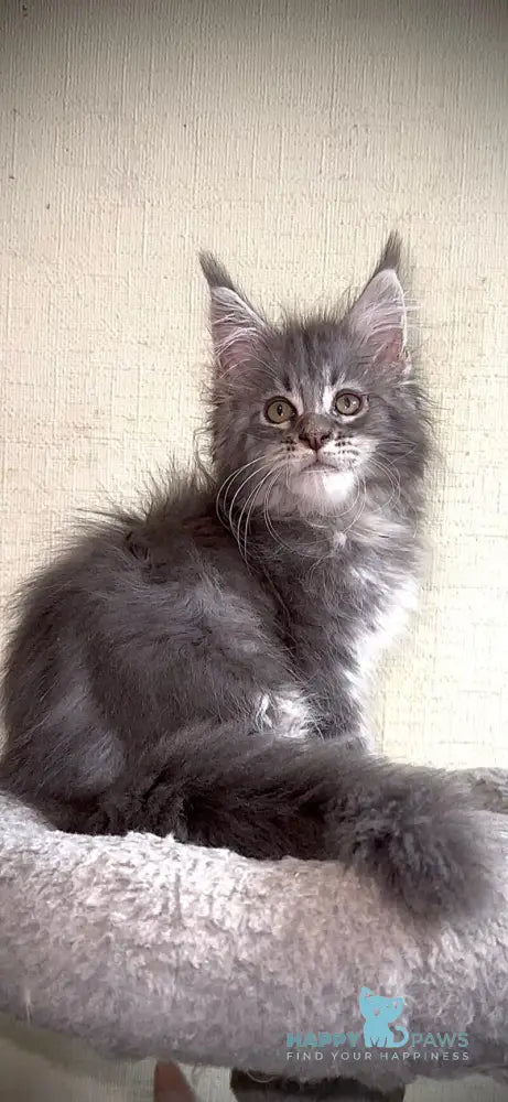 Ash Maine Coon male blue silver tabby live animals