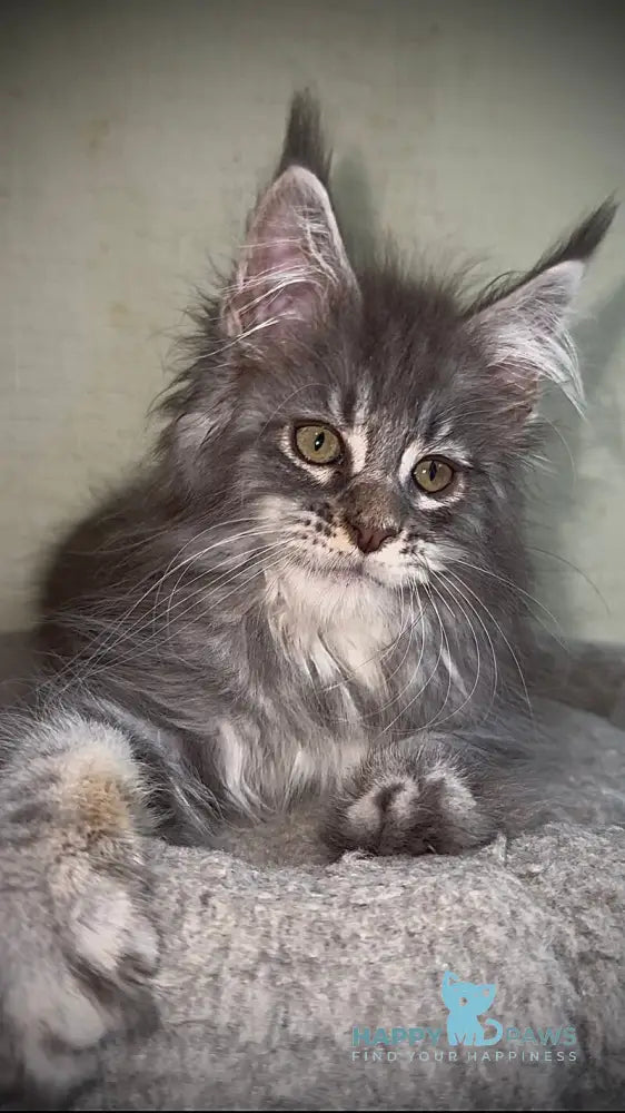 Ash Maine Coon male blue silver tabby live animals