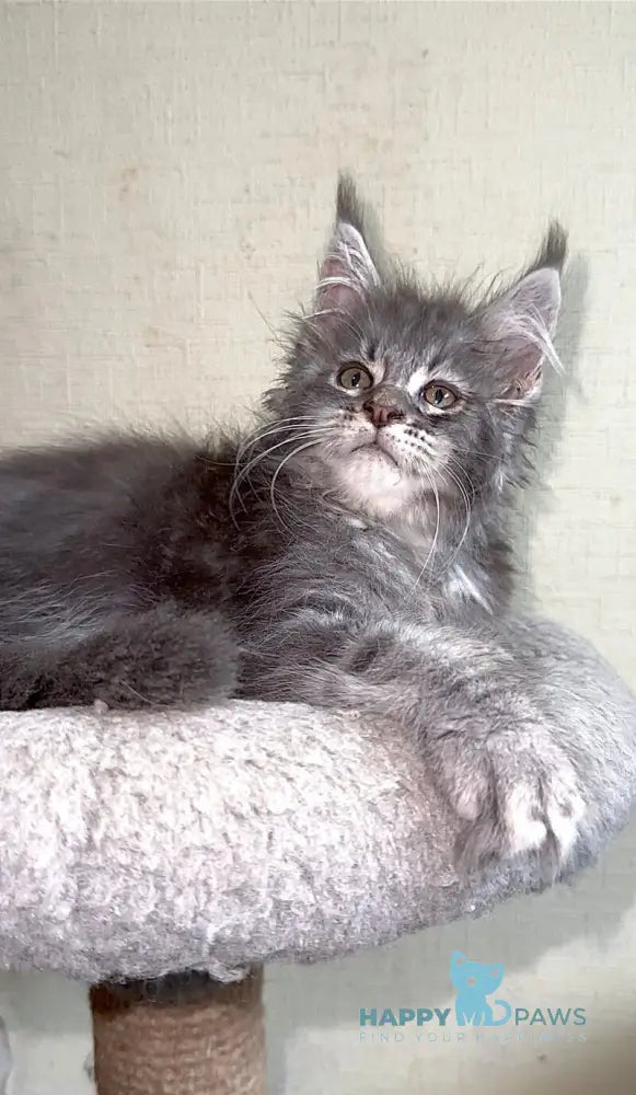 Ash Maine Coon male blue silver tabby live animals