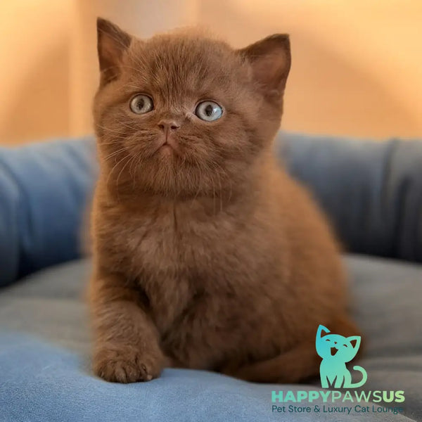 Asher British Shorthair male chocolate - live animals