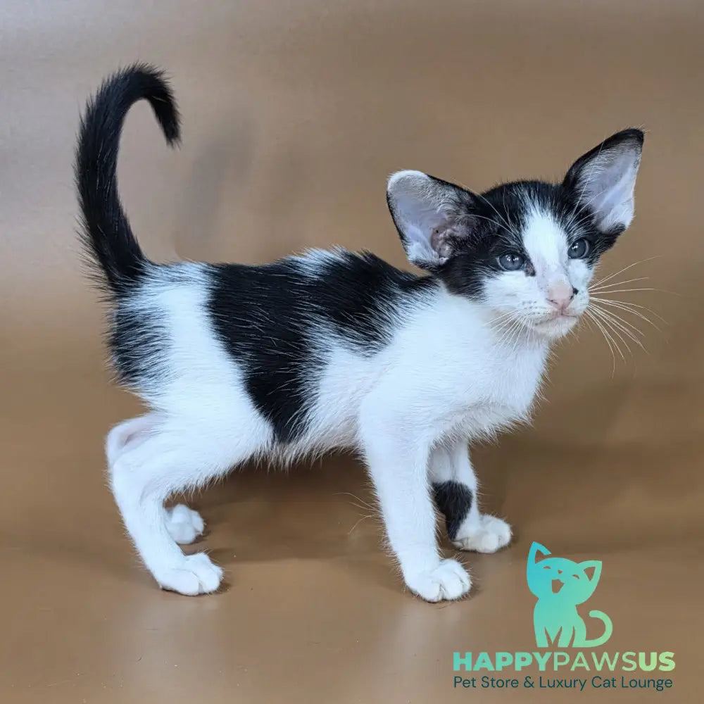 Asher Oriental Shorthair male black bicolour - live animals