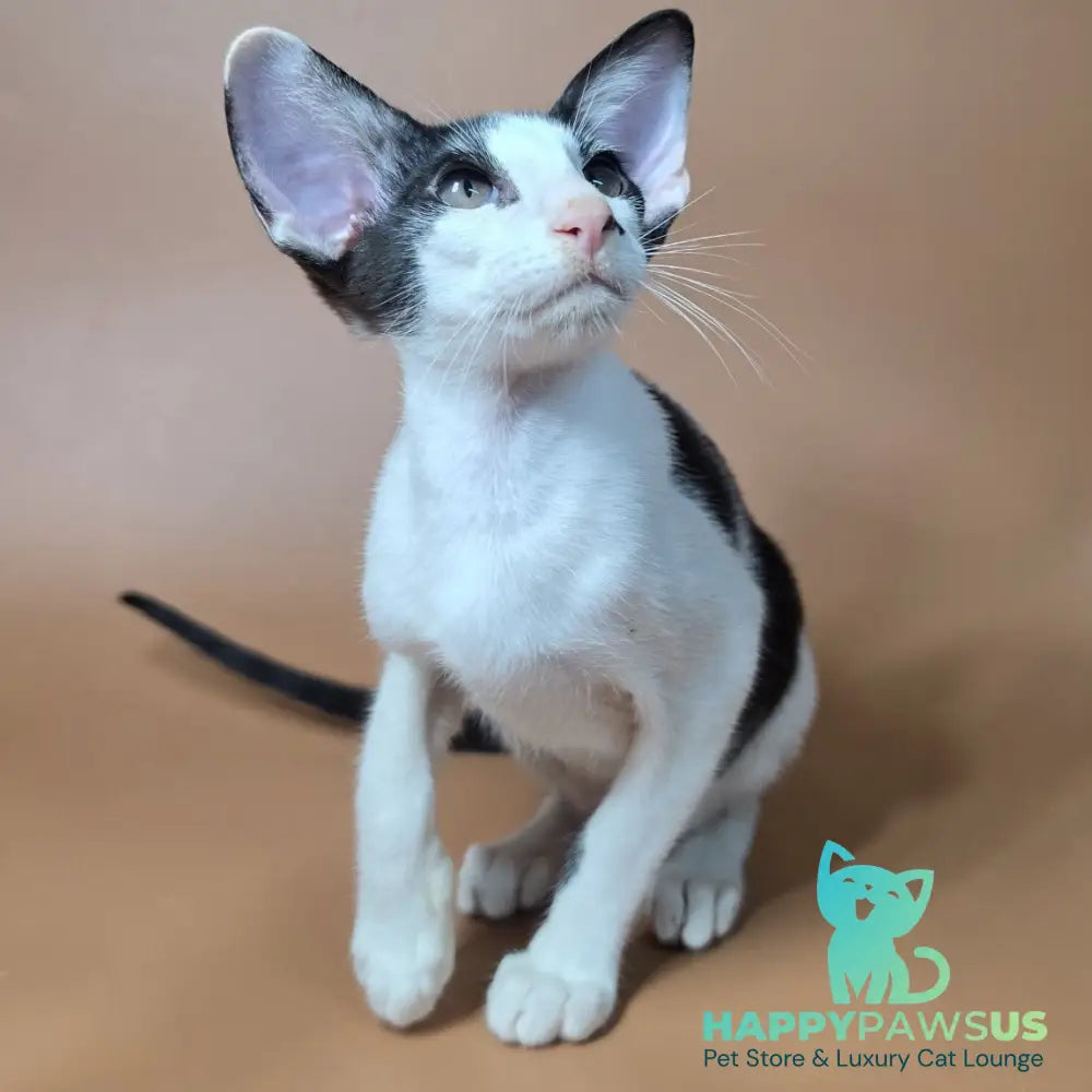 Asher Oriental Shorthair male black bicolour - live animals