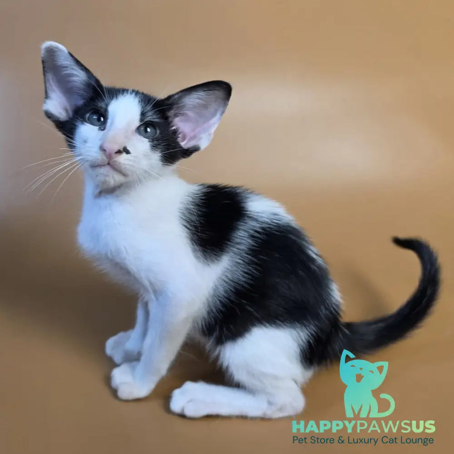 Asher Oriental Shorthair male black bicolour - live animals