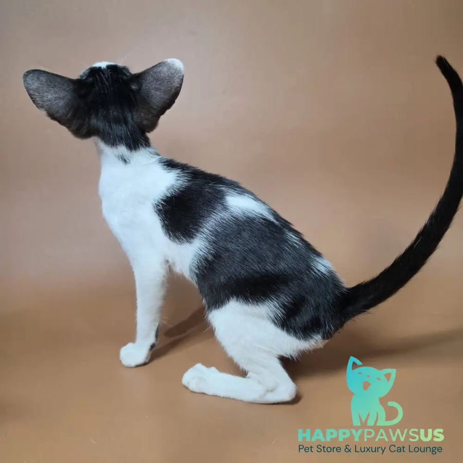 Asher Oriental Shorthair male black bicolour - live animals