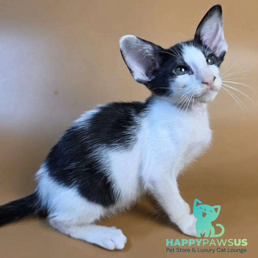 Asher Oriental Shorthair male black bicolour - live animals