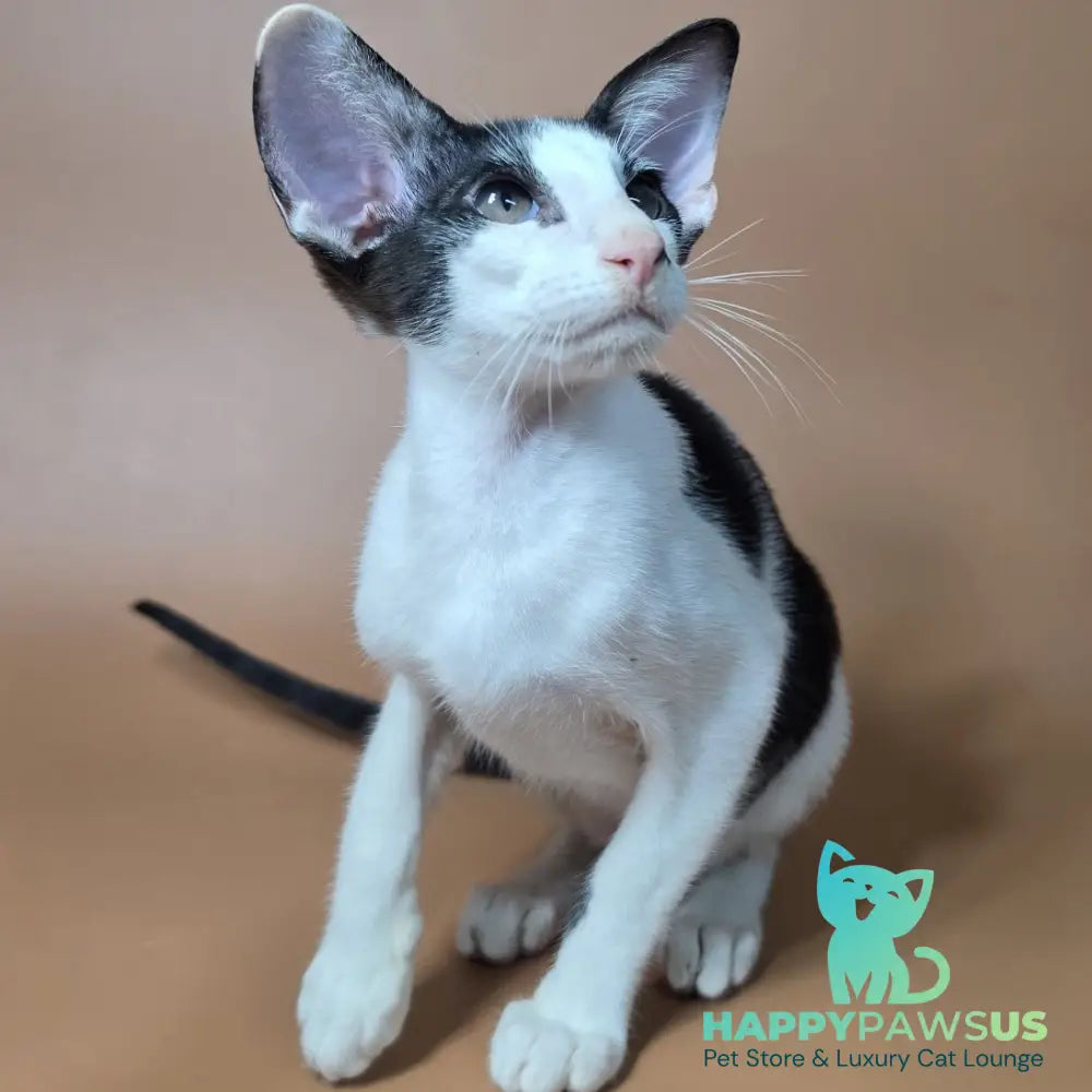 Asher Oriental Shorthair male black bicolour - live animals