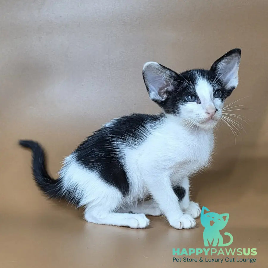 Asher Oriental Shorthair male black bicolour - live animals