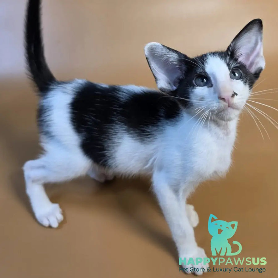 Asher Oriental Shorthair male black bicolour - live animals
