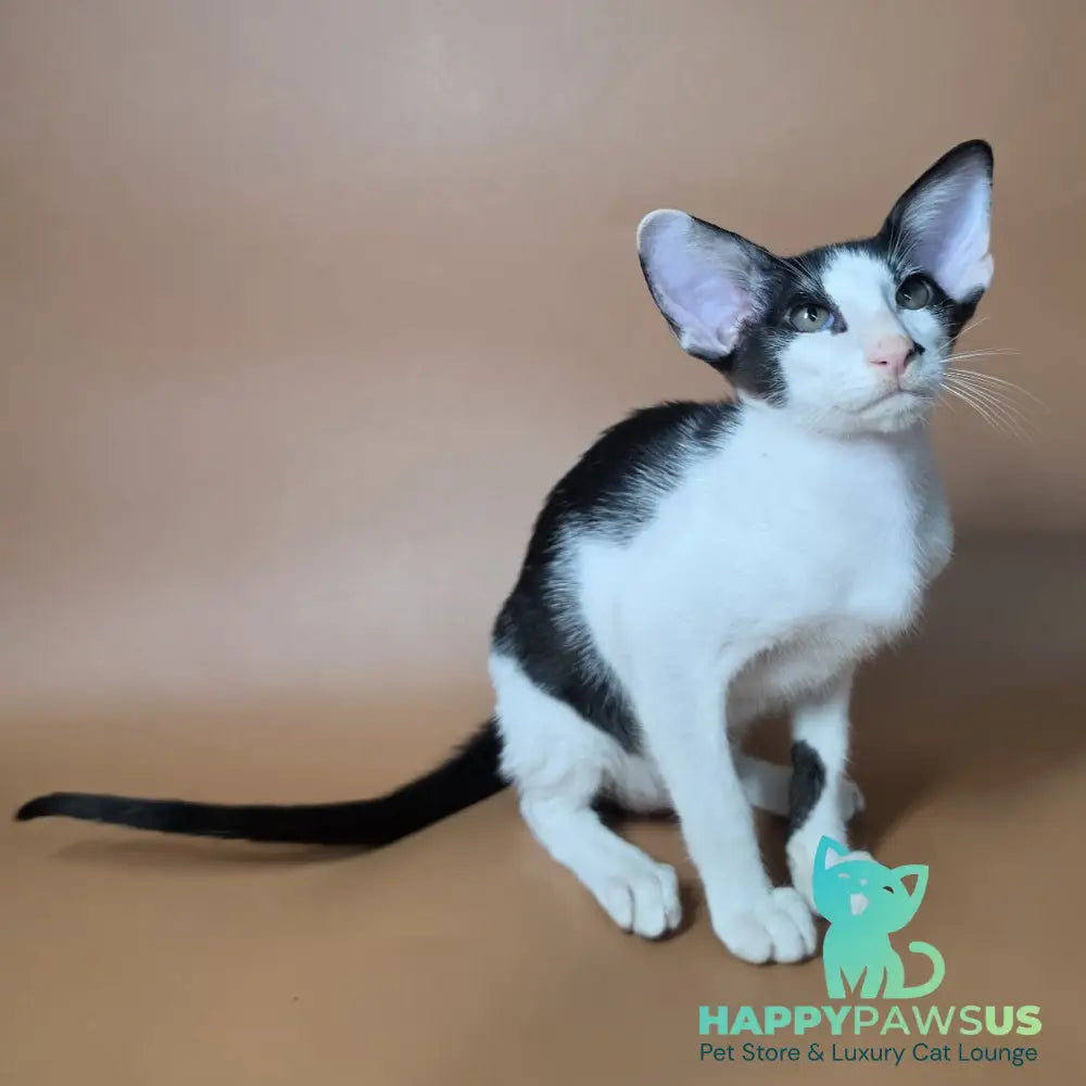 Asher Oriental Shorthair male black bicolour - live animals