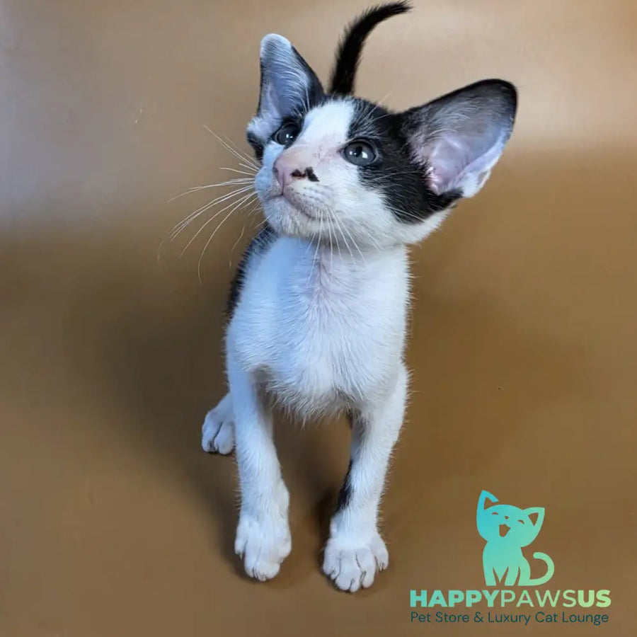 Asher Oriental Shorthair male black bicolour - live animals