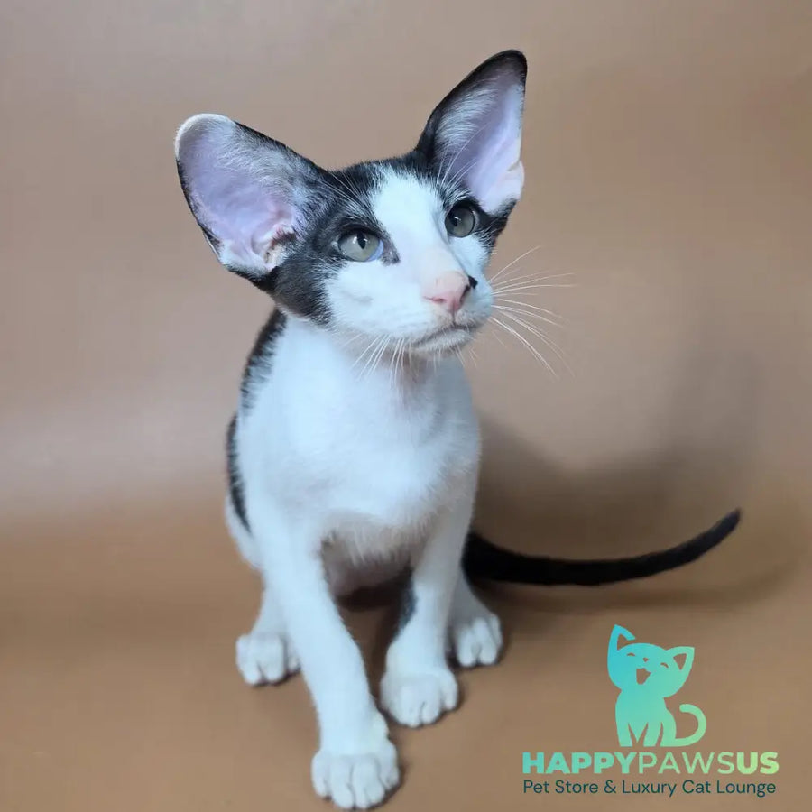 Asher Oriental Shorthair male black bicolour - live animals