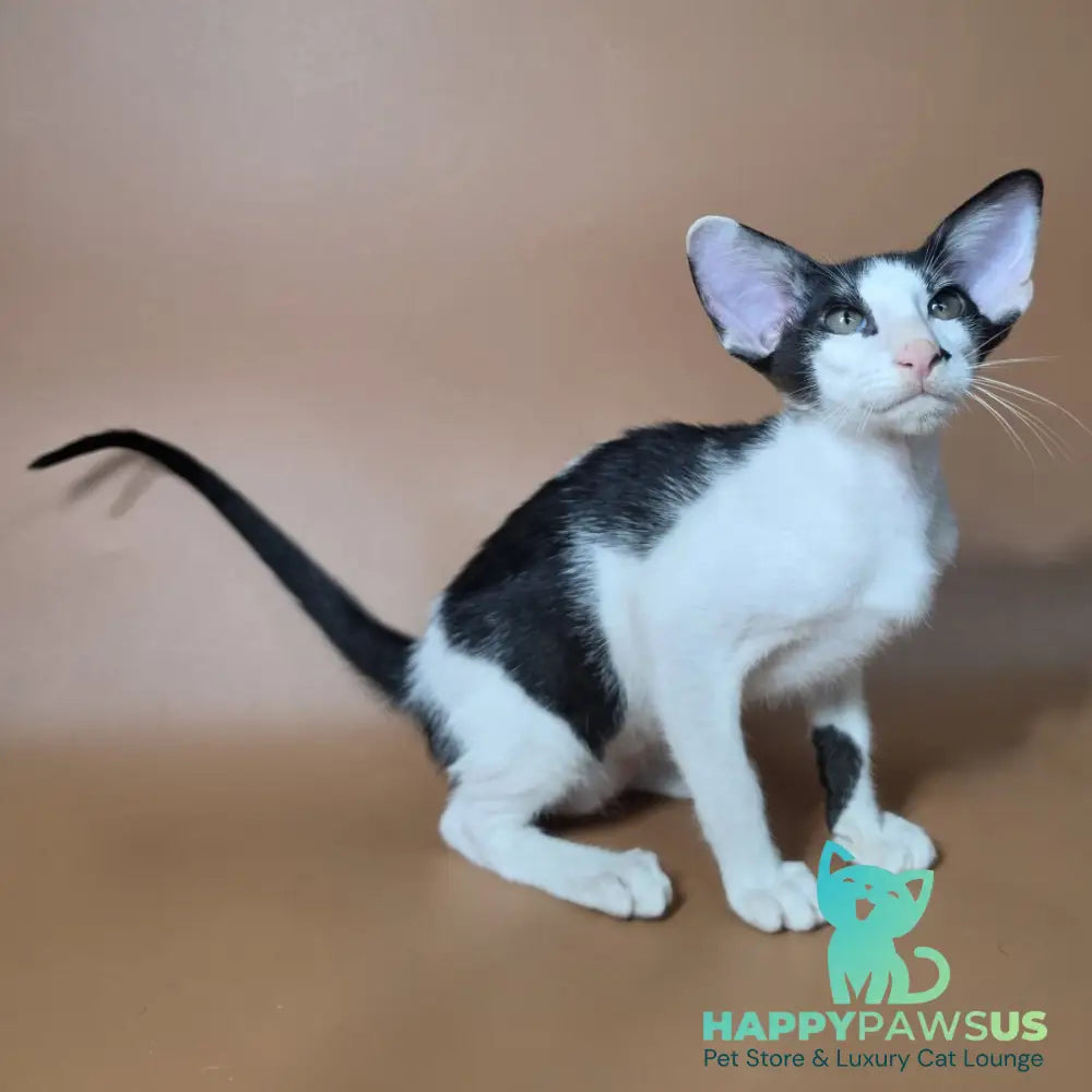 Asher Oriental Shorthair male black bicolour - live animals