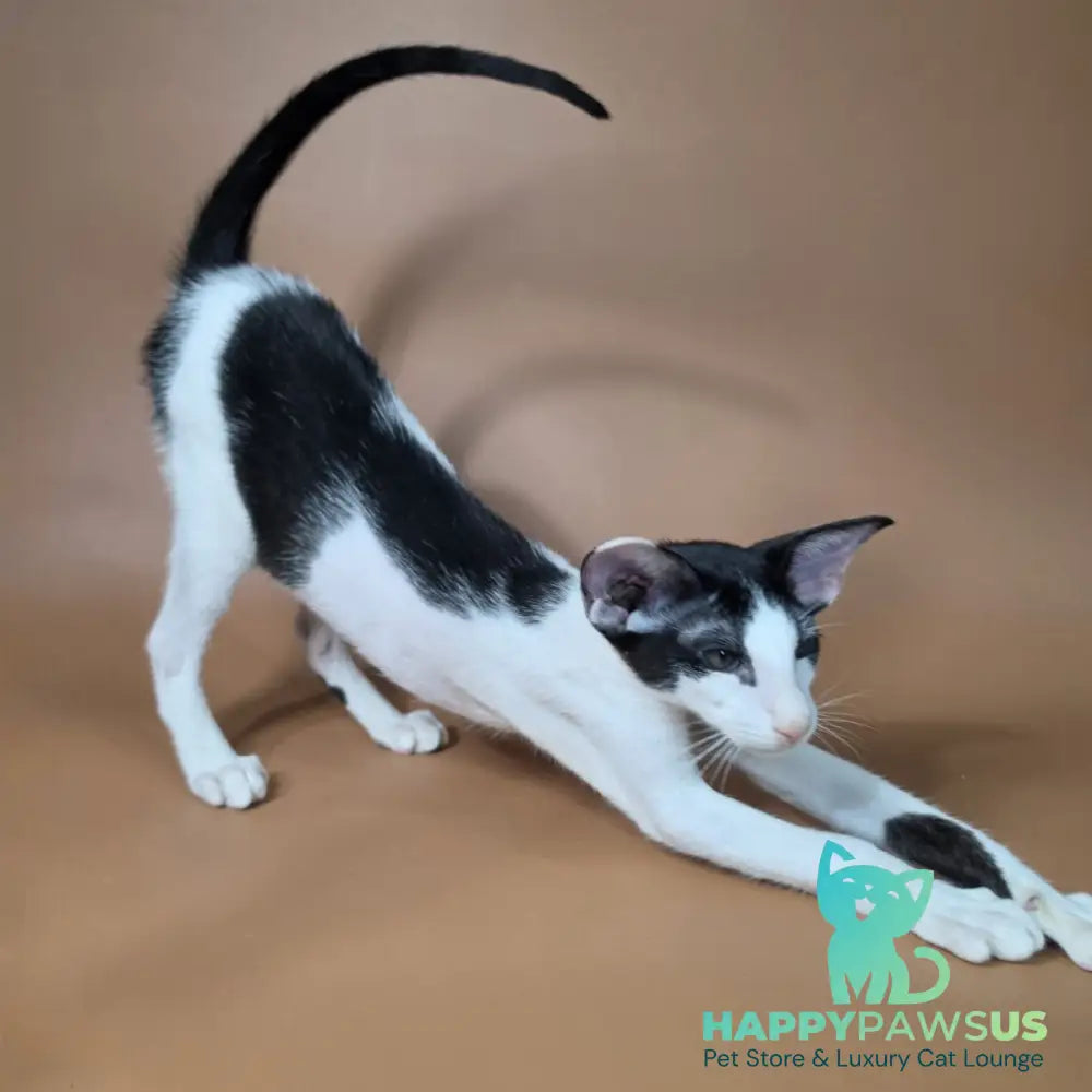 Asher Oriental Shorthair male black bicolour - live animals