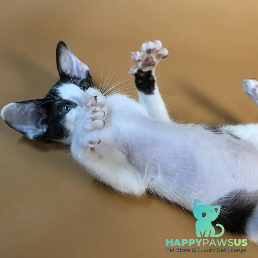 Asher Oriental Shorthair male black bicolour - live animals