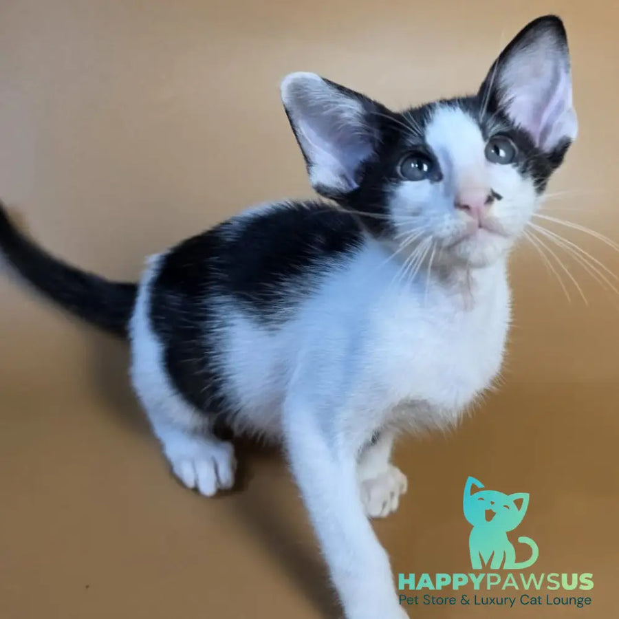 Asher Oriental Shorthair male black bicolour - live animals