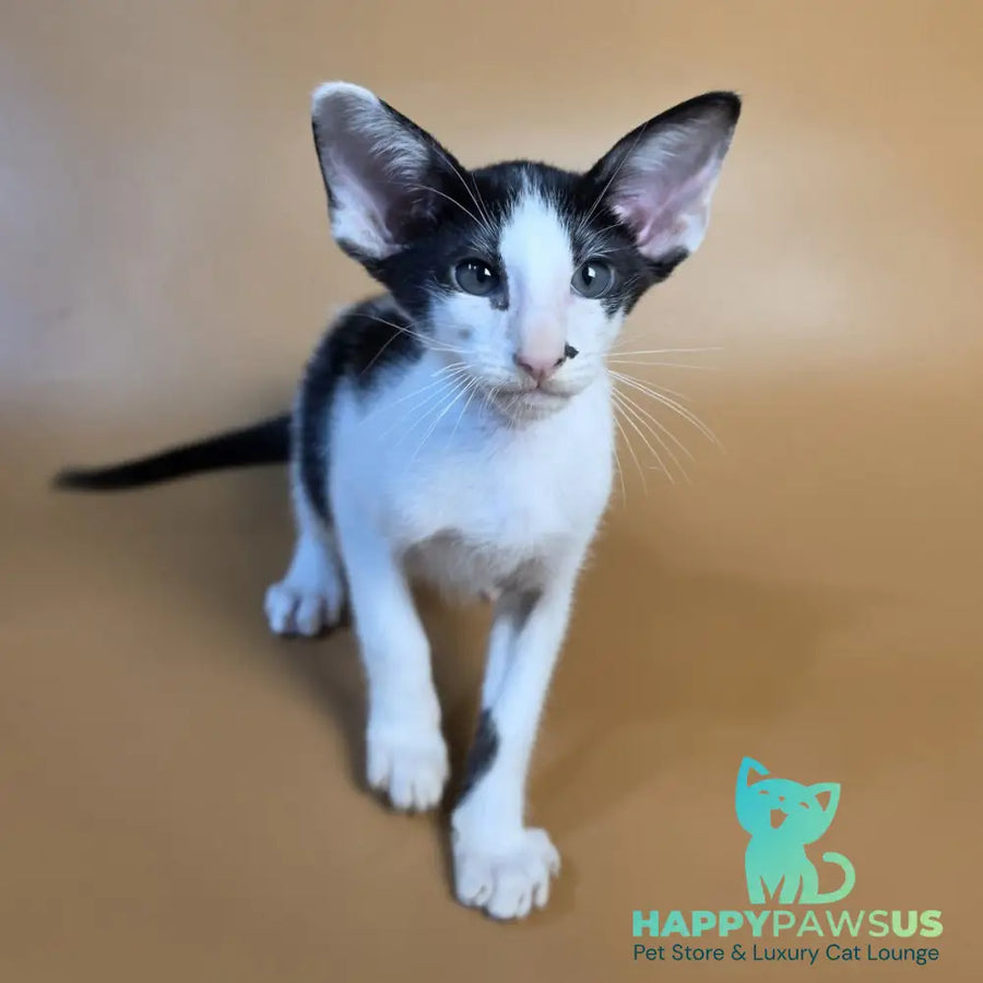 Asher Oriental Shorthair male black bicolour - live animals