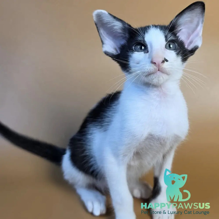 Asher Oriental Shorthair male black bicolour - live animals