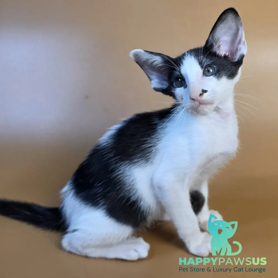 Asher Oriental Shorthair male black bicolour - live animals