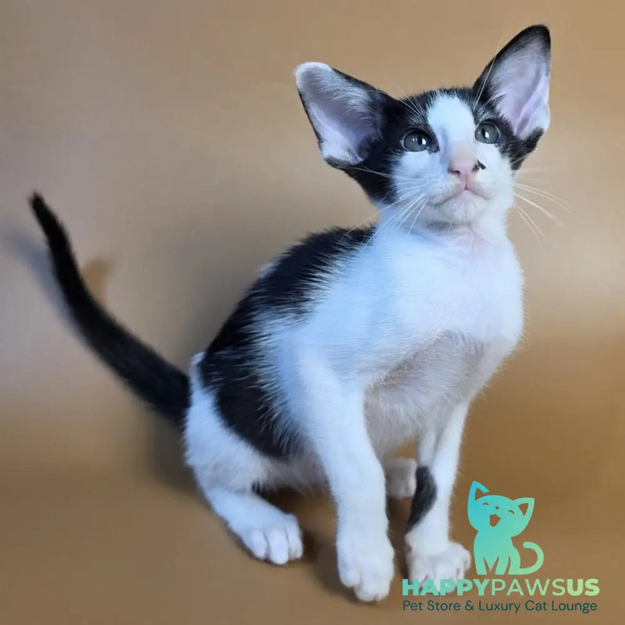 Asher Oriental Shorthair male black bicolour - live animals