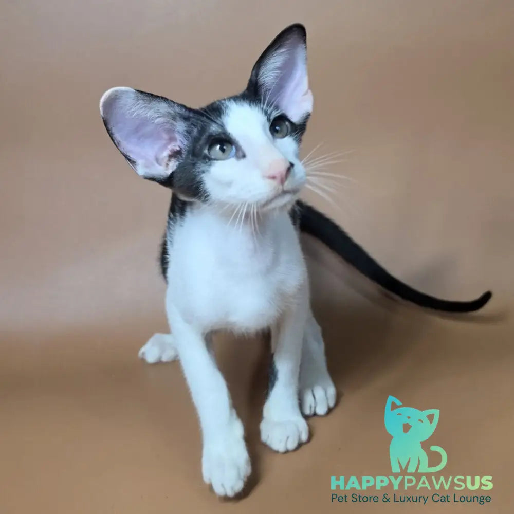 Asher Oriental Shorthair male black bicolour - live animals
