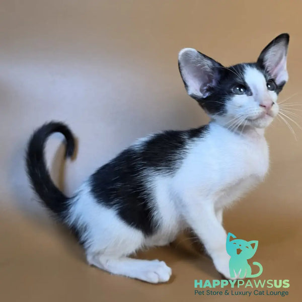 Asher Oriental Shorthair male black bicolour - live animals