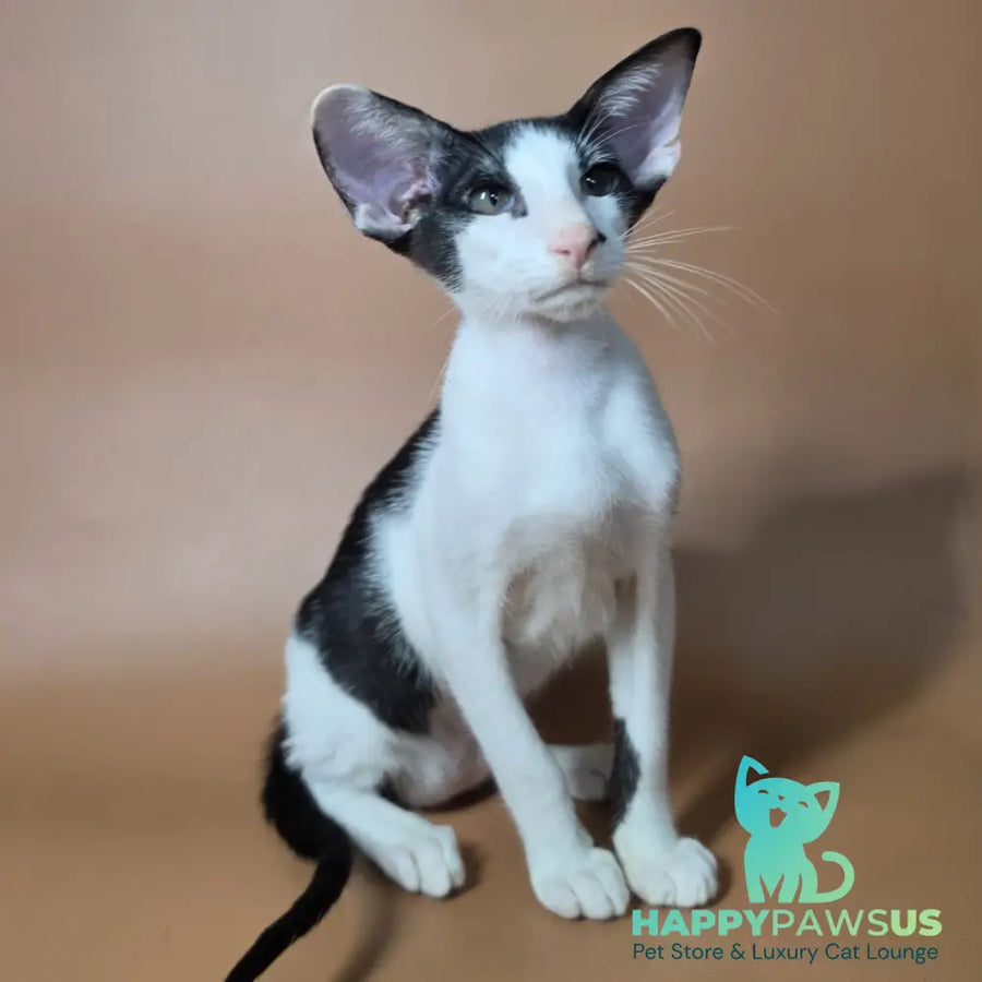 Asher Oriental Shorthair male black bicolour - live animals